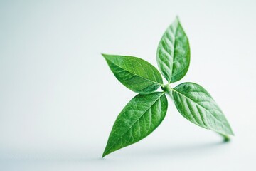 Small green leaf on white surface