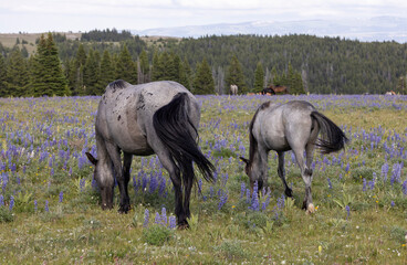 Fototapeta premium Wild Horse Mare and Foal in Summer in the Pryor Mountains Montana