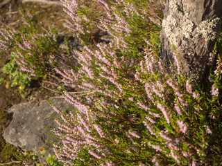 Fototapeta premium bushes of blooming heather in the forest