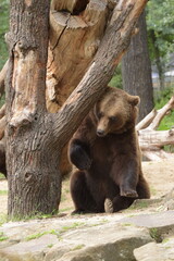 Brown Bear
