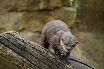 otter on a branch