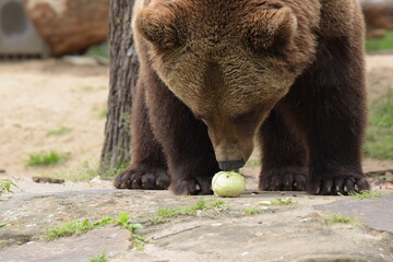 brown bear cub