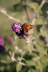 butterfly on flower