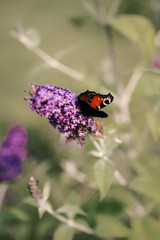 butterfly on a flower