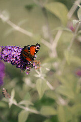 butterfly on flower