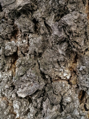 Naklejka premium bark of a tree