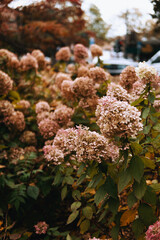 hydrangea 