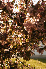 autumn leaves in the park