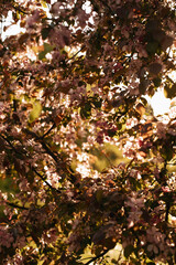 autumn leaves in the park