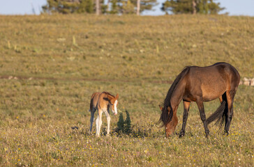 Wild Horse Mare and Foal in Summer in the Pryor Mountains Montana