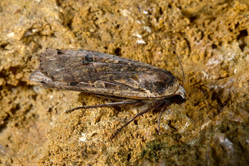 Large yellow underwing // Hausmutter (Noctua pronuba)