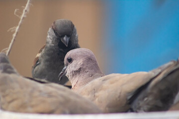 birds turtledove and sparrow