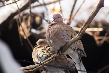 turtledove on a branch