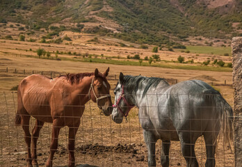 horses on the farm