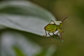 grüne Wanze auf einer Blattspitze