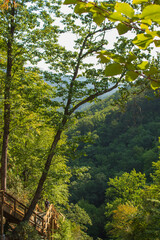 forest in the morning