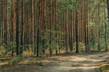 Obraz premium A row of young pines planted in the forest