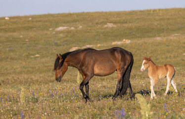 Obraz premium Wild Horse Mare and Foal in Summer in the Pryor Mountains Montana
