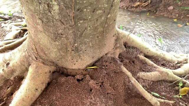 Ant house on ground grass. Ant hill or Ant colony nest made by digging mud from ground on a green grass lawn garden