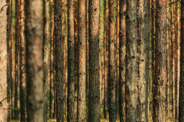 Obraz premium A row of young pines planted in the forest