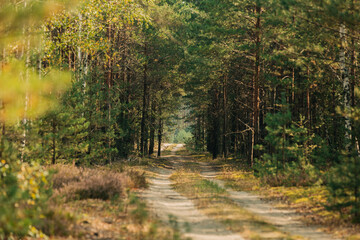 Obraz premium A dirt road in a pine forest in summer, between pines and birches