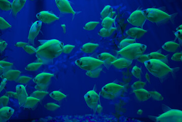 Genetically modified green tetra fish