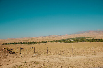 landscape with trees and sky