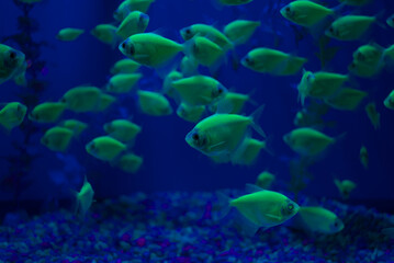 Group of genetically modified tetra fish