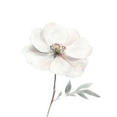 Obraz premium A delicate white flower illustration showcasing soft petals and a serene green leaf, perfect for botanical designs.