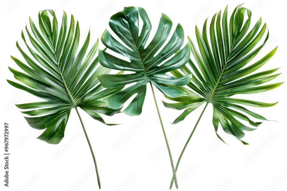 Aufkleber three different types of tropical leaves arranged on a white background
