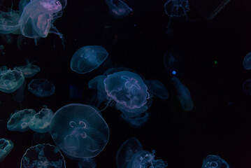 Jellyfish swimming in a tank