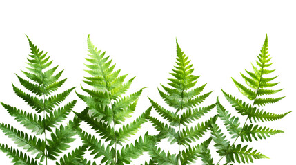 Japanese painted fern leaves, isolated on white background