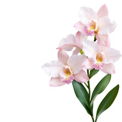 Beautiful pink orchids with delicate petals, perfect for adding a touch of elegance and nature to any design.