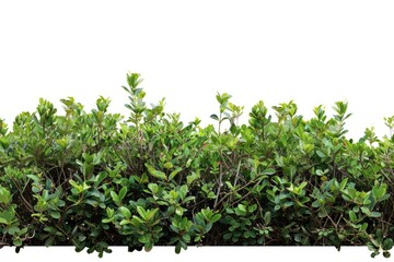 Obraz premium A row of green bushes on a white background, ideal for illustrations and designs