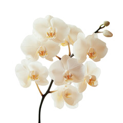 Obraz premium Beautiful white orchid flower blooming gracefully, symbolizing elegance and purity in nature, ideal for floral and botanical designs.