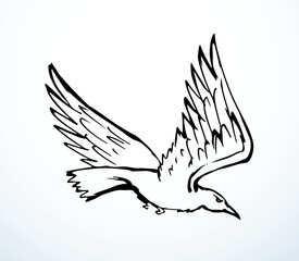 Vector drawing. Big flying bird