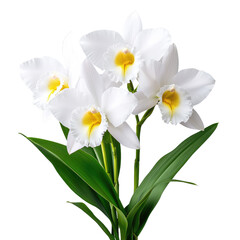 Beautiful white orchid flowers with vibrant yellow centers, perfect for decoration and floral arrangements.