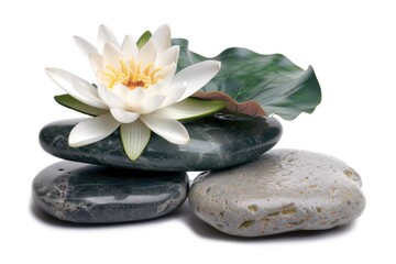 Fototapeta premium A single white flower perches atop a rocky outcropping, surrounded by natural texture
