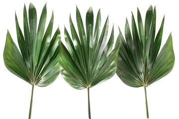 Obraz premium Three different types of palm leaves displayed on a white background