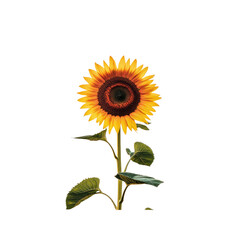 Obraz premium Single Sunflower Isolated on White Background