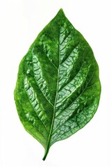 Obraz premium A single leaf on a white background, ideal for using in presentations or designs where nature is the theme