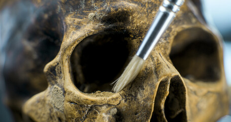 Close up shot of cleaning skull of ancient extinct human after excavation with brush. Archaeologist...