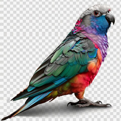 Fototapeta premium parrot