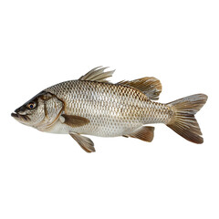 Fototapeta premium Fresh carp fish isolated on white background