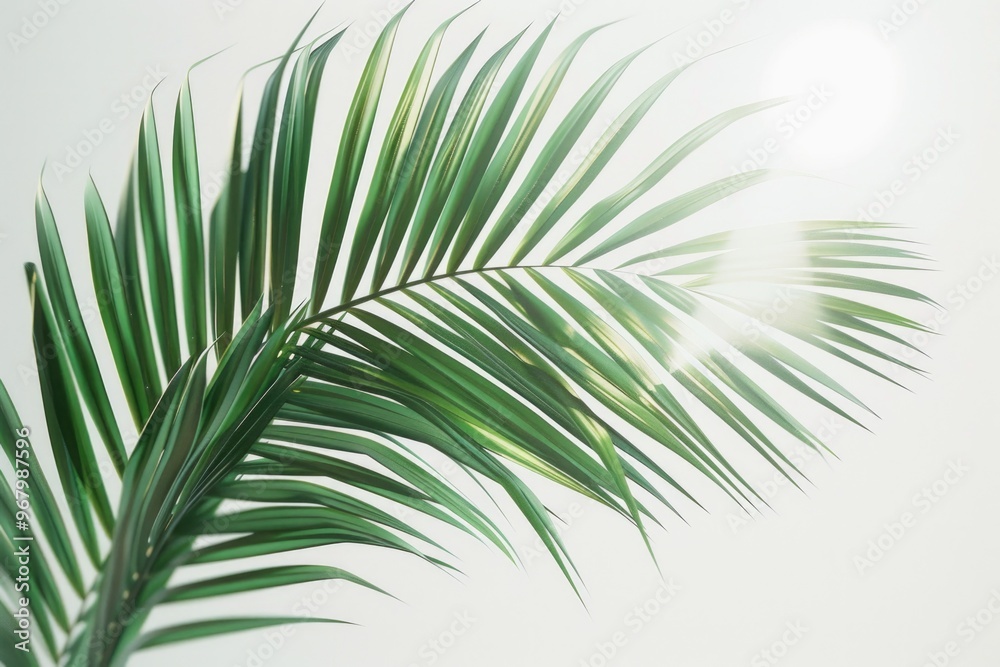 Poster a detailed view of a palm leaf against a plain white background, perfect for use in designs and arra