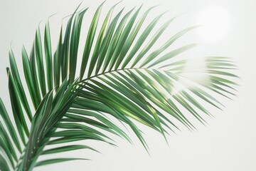 Fototapeta premium A detailed view of a palm leaf against a plain white background, perfect for use in designs and arrangements