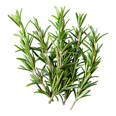 Fototapeta premium Fresh Rosemary Sprigs for Cooking | Aromatic Herb for Roasting and Grilling