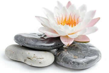 Fototapeta premium A single white flower sits atop a pile of rocks, offering a glimpse of beauty in a rugged landscape
