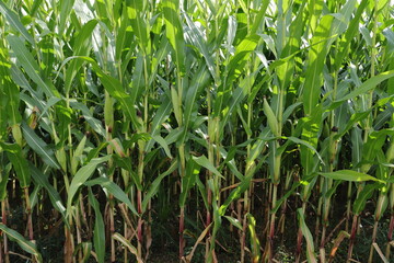 Fototapeta premium a cornfield with young corncobs