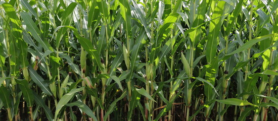 a cornfield with young corncobs